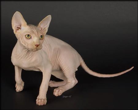 Le Sphinx ou chat nu